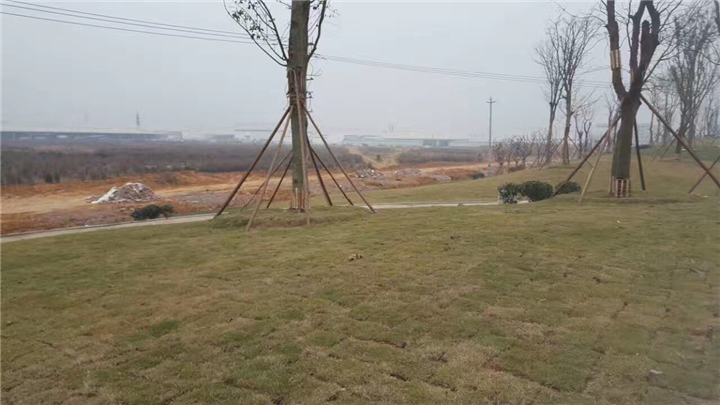 四川成都草皮 