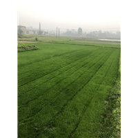 四川草皮