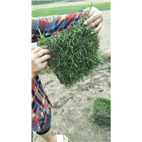四川草皮 