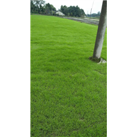 四川绿化草坪 