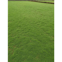 四川草皮
