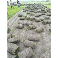 四川成都草皮 