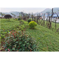 草坪铺设工地
