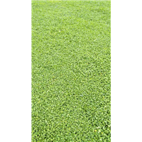 四川草皮 