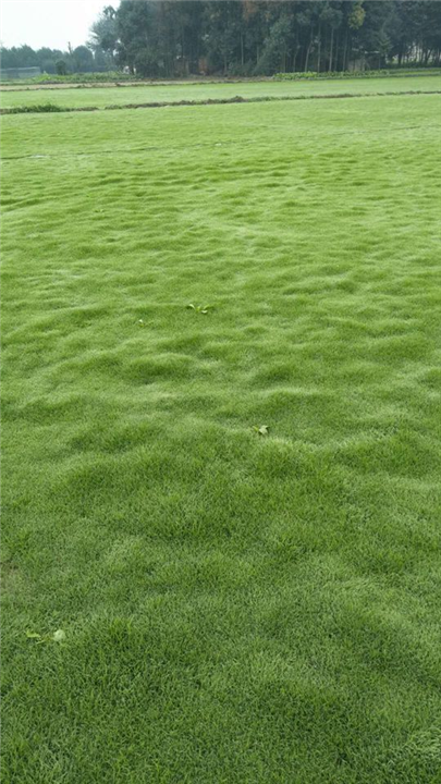 成都草皮基地 