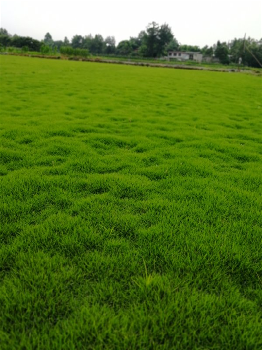 四川草皮 