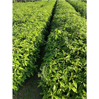 四川优质香樟小苗苗木基地种植基地 