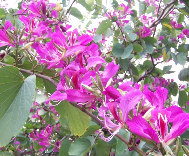 四川紫荆花苗-紫荆花