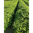 四川香樟树种植技术 