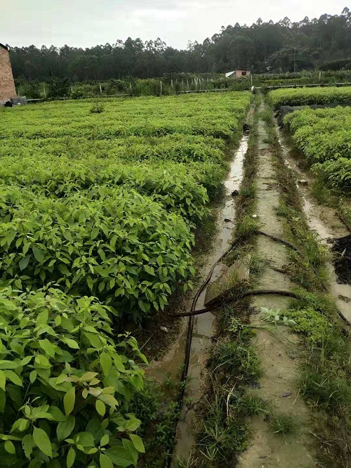 四川香樟树在不同地区移栽的要点有哪些？ 