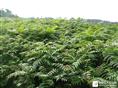 四川香樟小苗-四川紫荆花苗-紫薇花苗 
