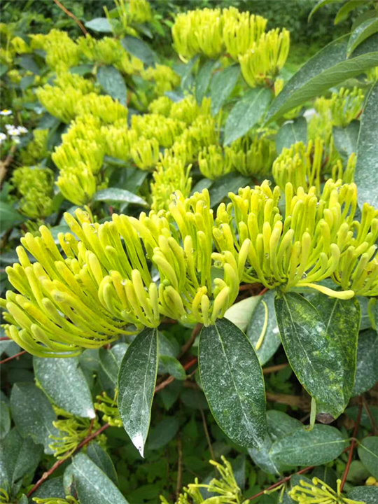 金银花种苗 