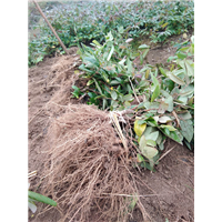 湖南金银花基地 