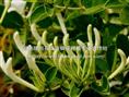 2012年金银花苗价格|“湖南金银花苗-湖南金银花苗价格/金银花苗