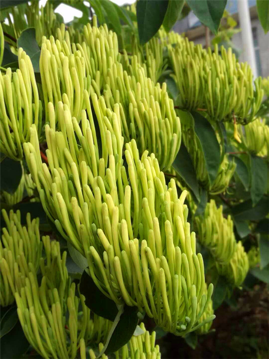 金银花苗 