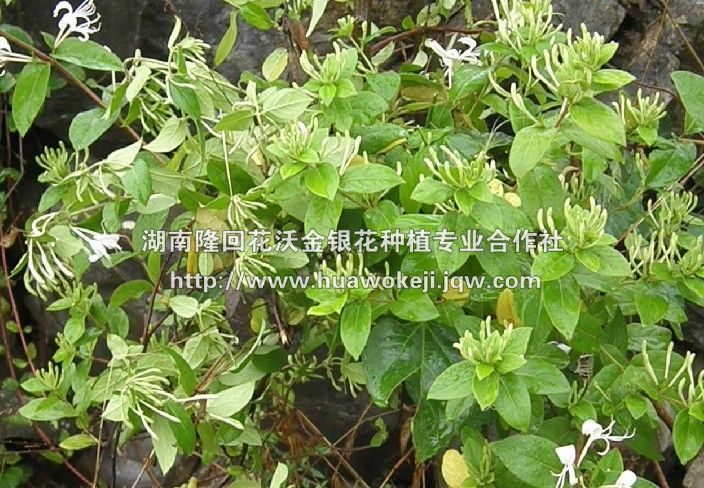 金银花苗出售-|湖南金银花苗出售|”金银花苗-|湖南金银花苗
