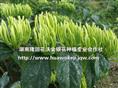 最新金银花苗价格&金银花苗价格/湖南金银花苗/湖南金银花苗基地