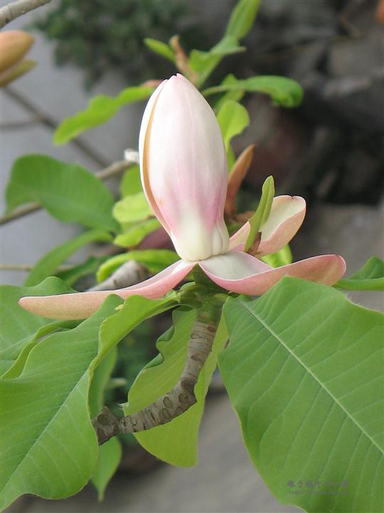 厚朴花/湖南厚朴花/湖南厚朴花价格/供应厚朴花 