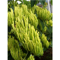 金银花苗 