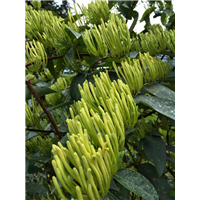 金银花价格 