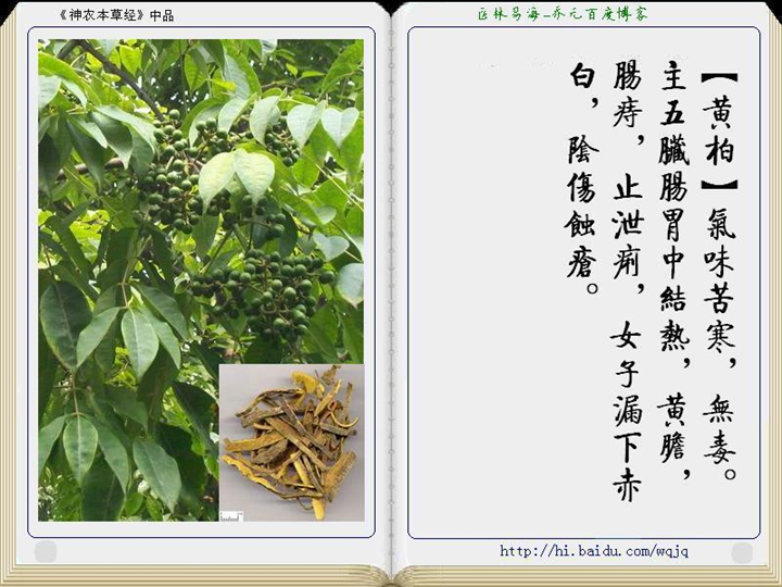 黄柏树苗/湖南黄柏树苗/黄柏树苗批发/黄柏树苗电话 