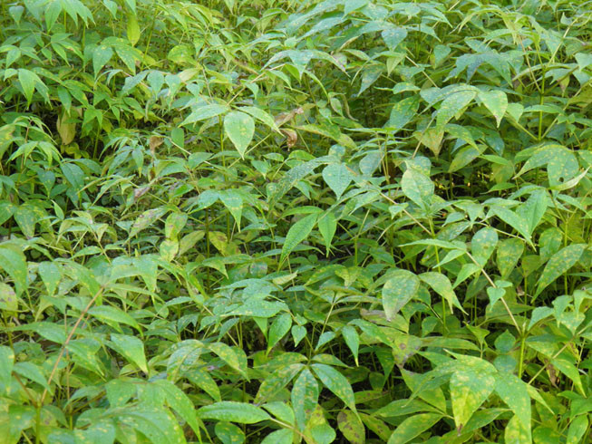 黄柏基地一角/金银花苗种植技术管理 