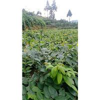 山东金银花苗 