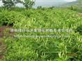 湖南金银花苗|”湖南金银花苗价格-|“湖南金银花苗基地-|