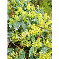 商品金银花苗基地 