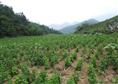 杜仲苗木/湖南杜仲苗木/湖南杜仲苗木价格/湖南杜仲苗木批发 