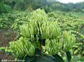 最新发布：金银花苗..湖南金银花苗..湖南山银花苗...湖南金银花苗批发