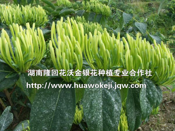 最新金银花苗价格&金银花苗价格/湖南金银花苗/湖南金银花苗基地
