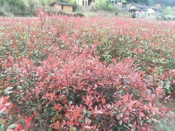 红叶石楠