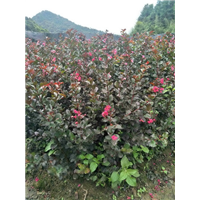 福建美国紫薇