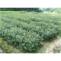 福建油茶苗