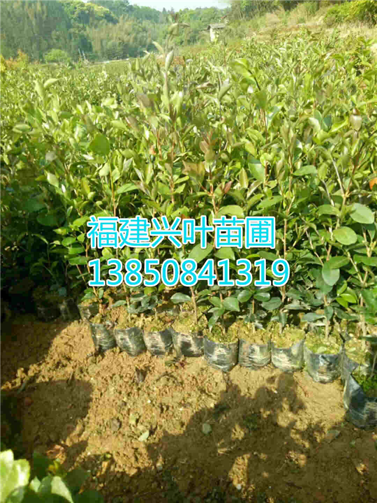 福建油茶苗 