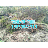 福建湿地松 