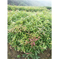 福建木荷苗 