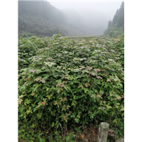 福建枫香苗