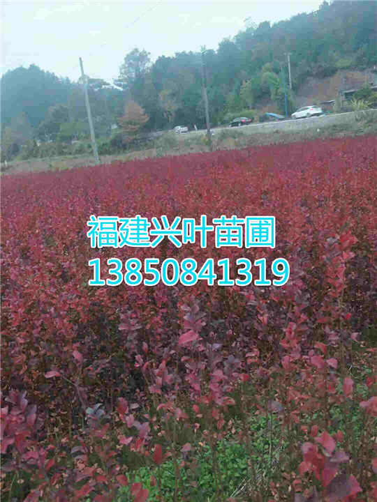 美国紫薇 