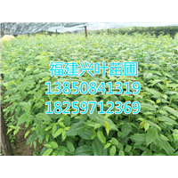 福建红豆杉杯苗、地苗 