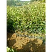 福建油茶苗