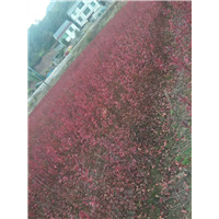 美国紫薇 