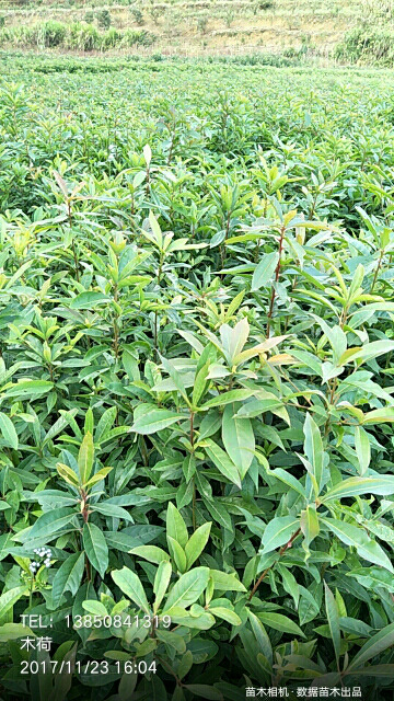福建木荷苗 