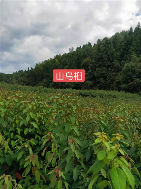 福建山乌桕小苗-批发 种植 
