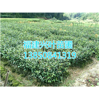 福建油茶苗 
