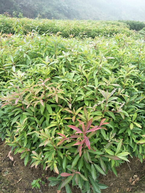 福建木荷苗 