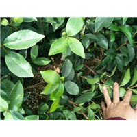 福建油茶苗