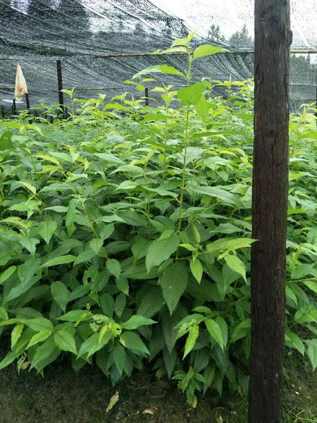 福建山樱花
