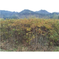 福建野鸭椿 